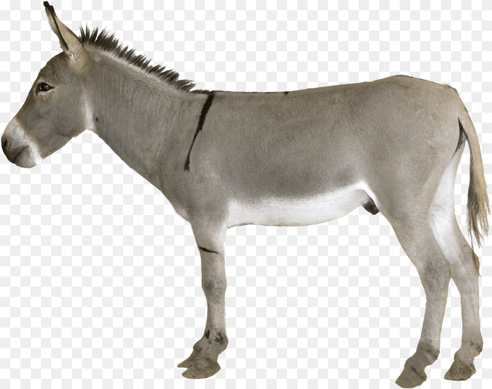 Donkey Images Are To Download Donkey, Animal, Mammal, Horse Free Transparent Png