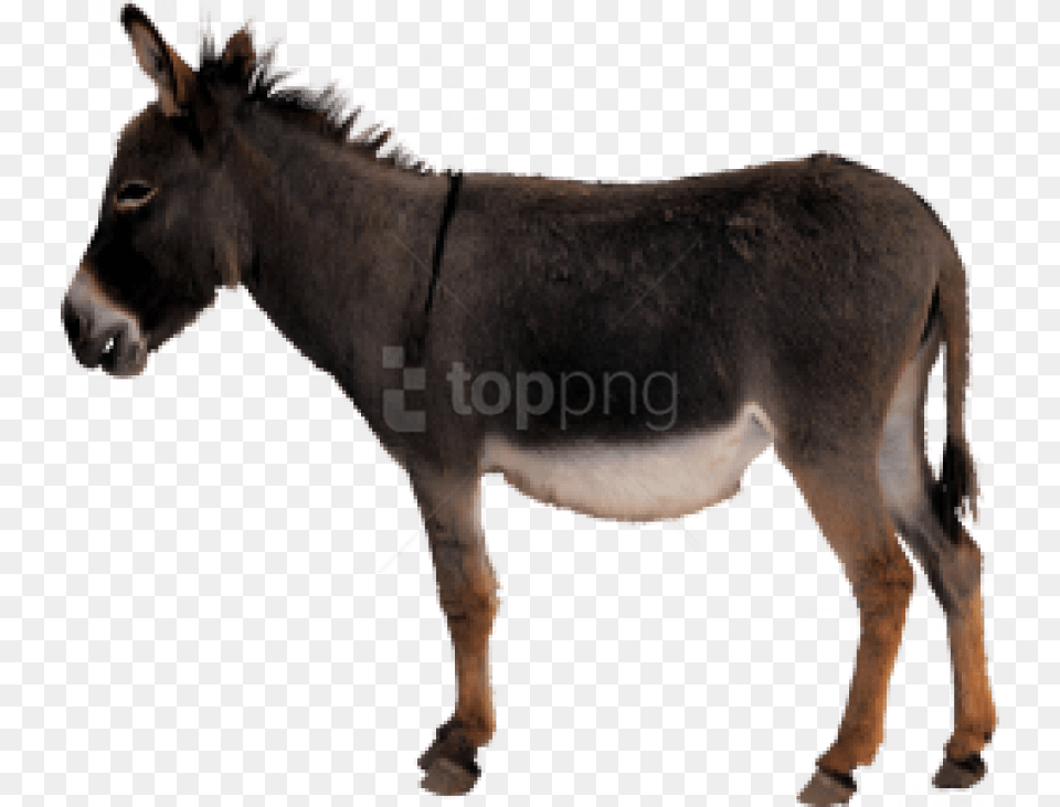 Donkey Images Background Ass, Animal, Mammal, Horse Png