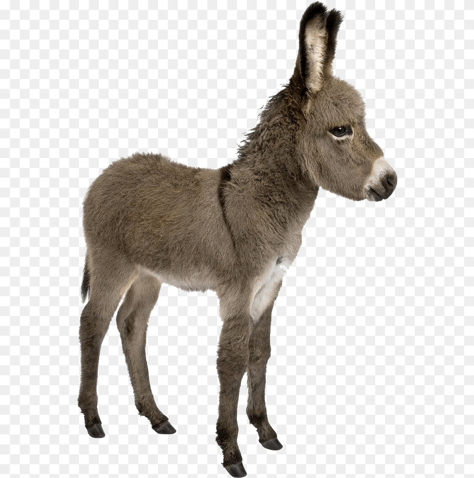 Donkey Images Donkey And Young One, Animal, Mammal, Kangaroo Free Transparent Png