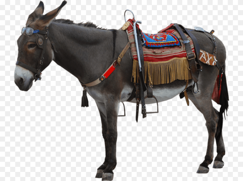 Donkey Images Esek, Animal, Mammal, Horse Free Png Download
