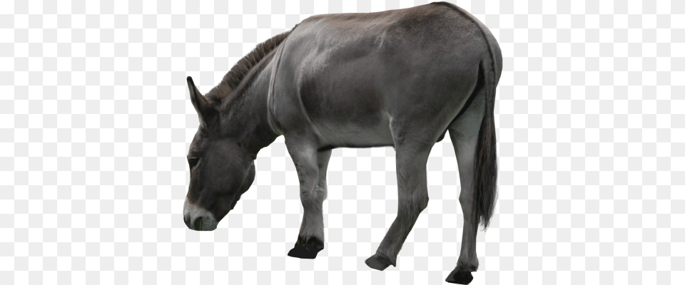 Donkey Images Transparent Burro, Animal, Mammal, Horse Free Png Download