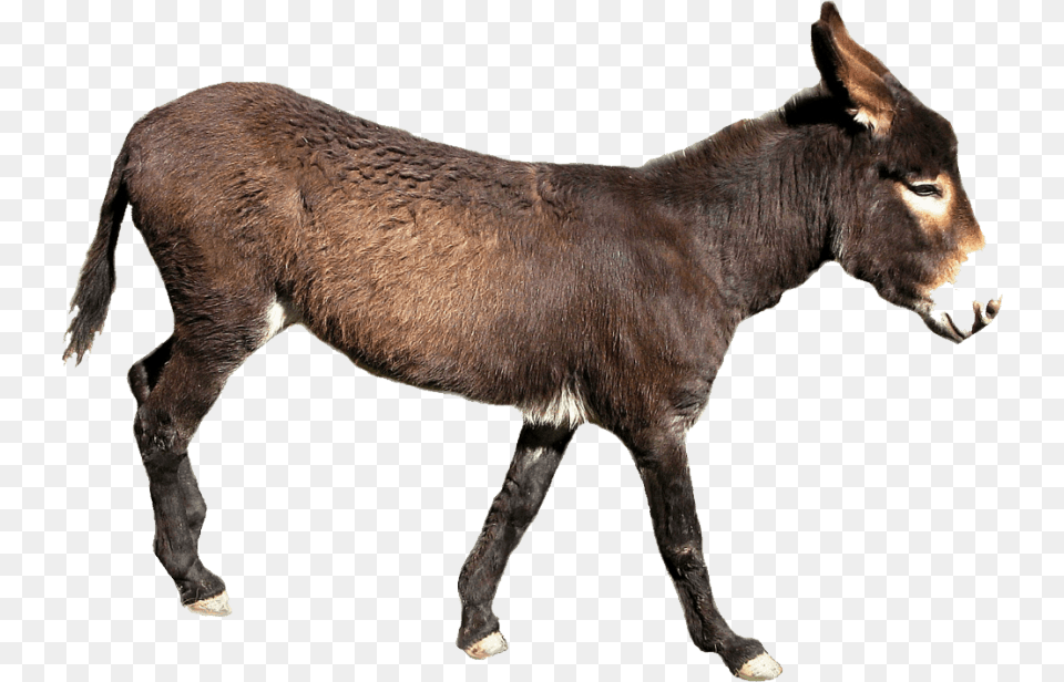 Donkey Images Transparent Transparent Background Donkey, Animal, Mammal, Kangaroo Png