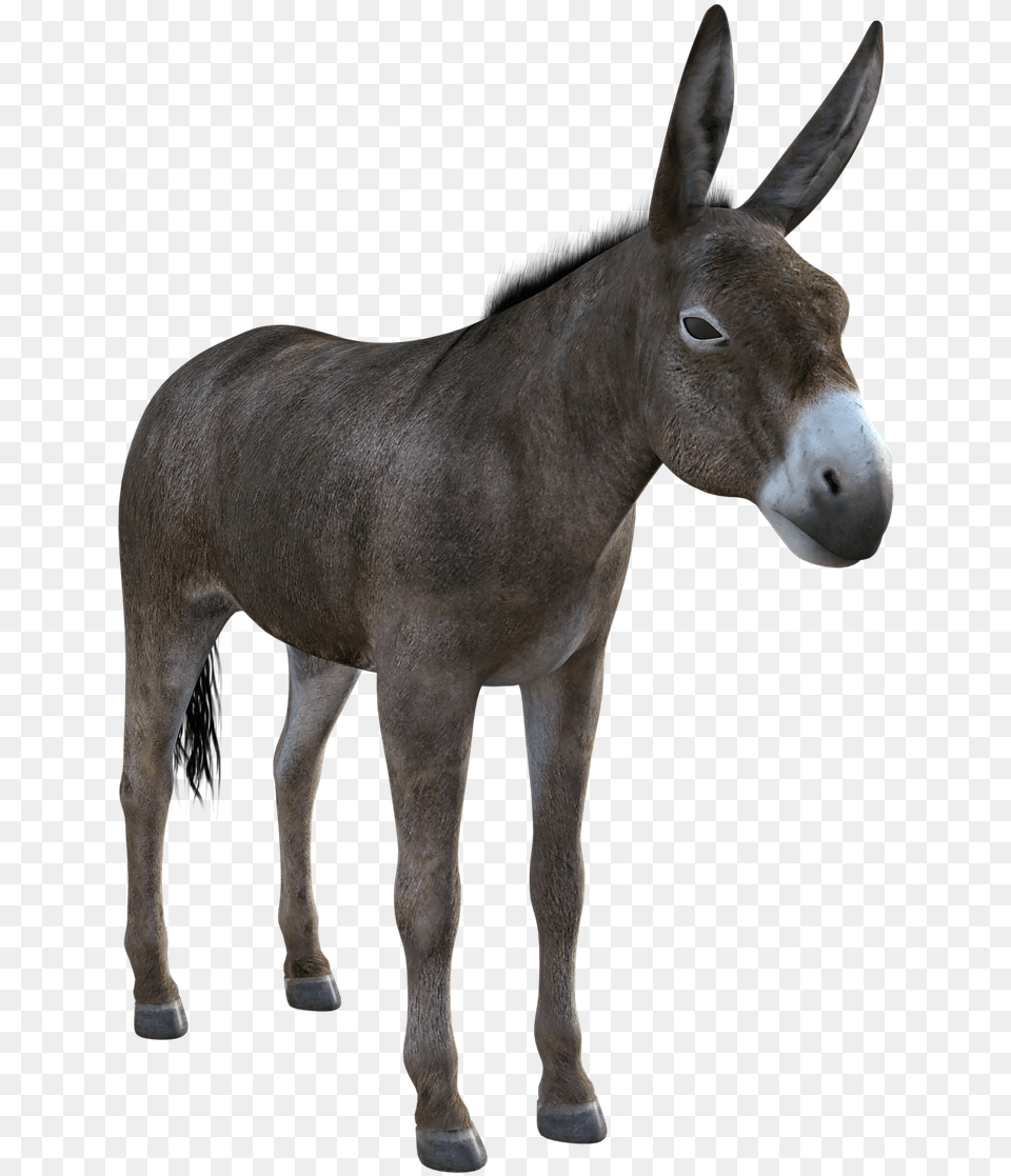 Donkey Mule Animal Burro, Mammal, Horse Free Png