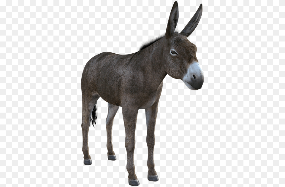 Donkey Mule Animal Nature Livestock Mammal Ass Burro, Horse Free Transparent Png