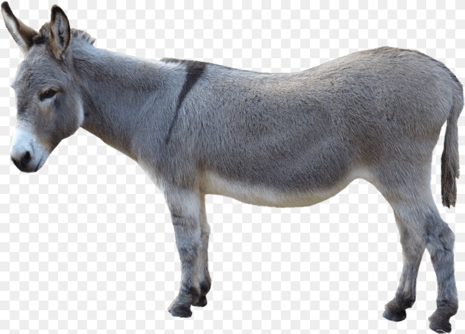 Donkey Pic Donkey, Animal, Mammal, Horse Free Png