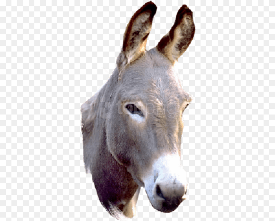 Donkey Picture, Animal, Mammal, Kangaroo Png