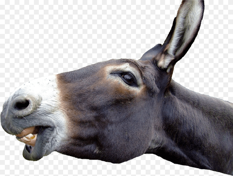 Donkey Picture Mart Animal Jackass, Antelope, Mammal, Wildlife, Face Png