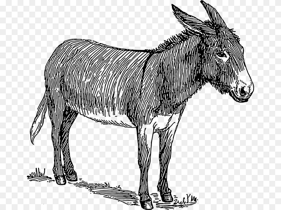 Donkey Background Images Black And White Donkey Drawing, Gray Free Transparent Png