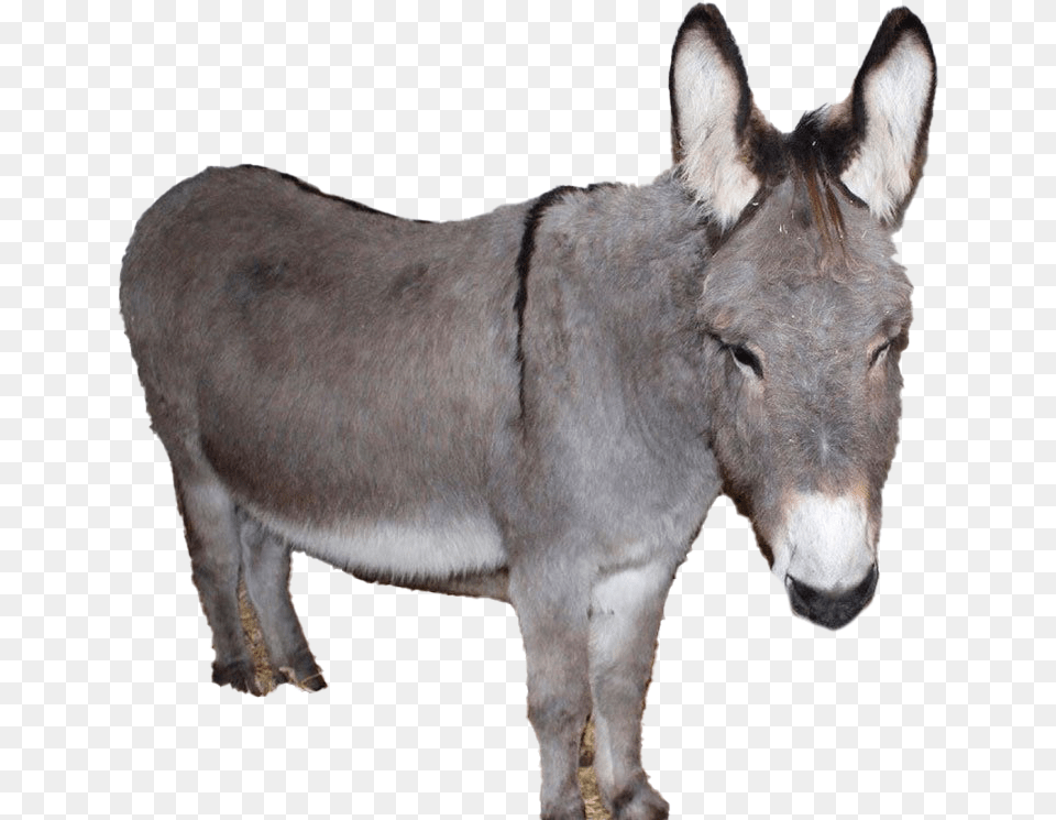 Donkey Transparent Image Burro, Animal, Mammal, Cattle, Cow Png