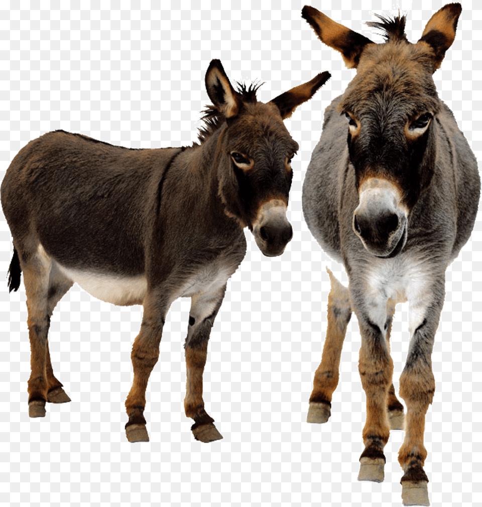 Donkey With 3 Legs, Animal, Mammal, Antelope, Wildlife Png