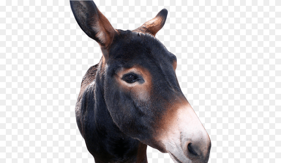 Donkeys On The Loose In Huron County Huron County Ohio, Animal, Donkey, Mammal, Horse Free Png Download