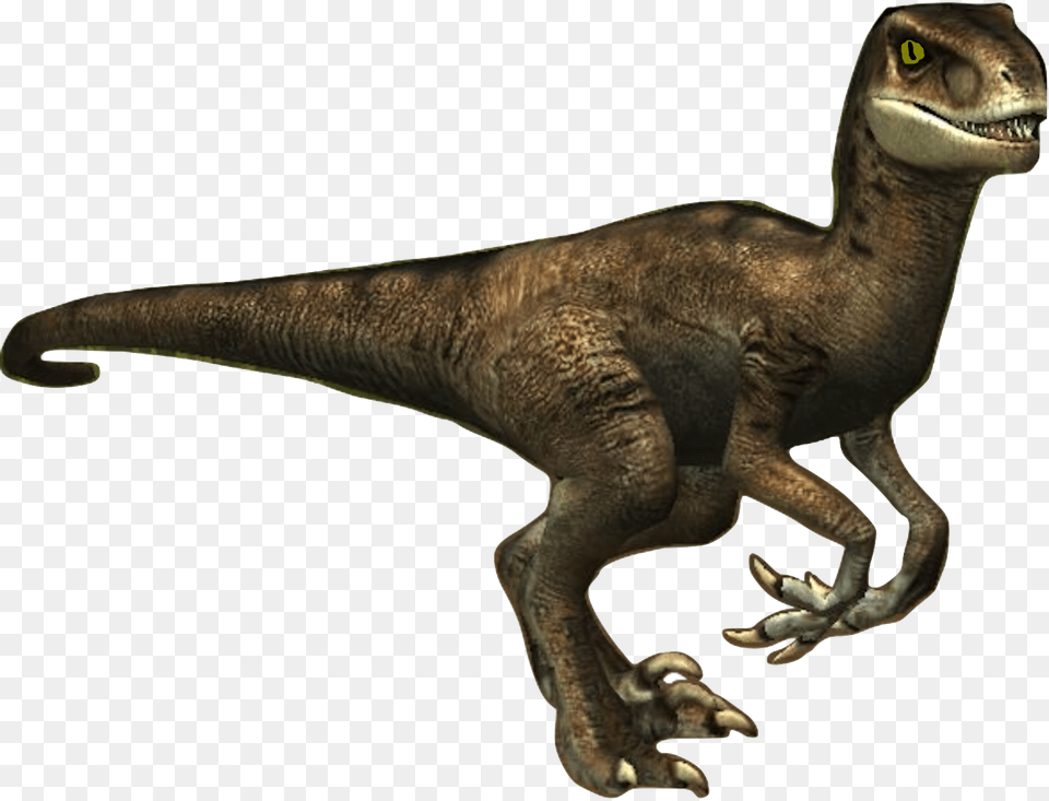 Donna The Velociraptor Velociraptor Transparent, Animal, Dinosaur, Reptile, T-rex Free Png