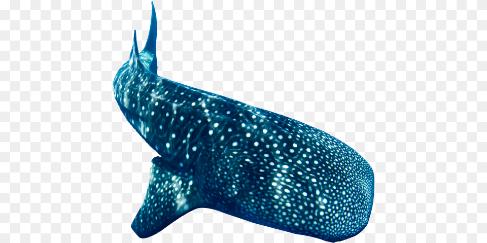 Donsol Whale Shark Whale, Animal, Sea Life, Mammal, Fish Free Png Download