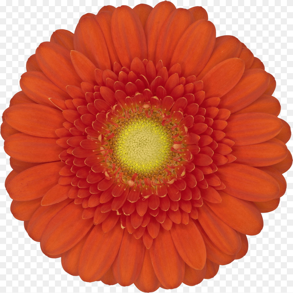 Dorito Gerbera Flower Orange Png Image