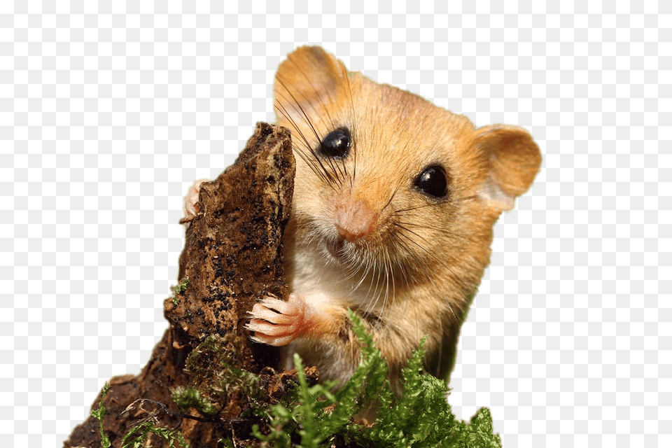 Dormouse, Animal, Mammal, Rat, Rodent Free Transparent Png