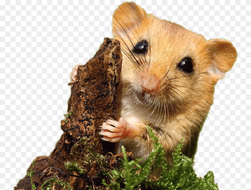 Dormouse Mouse, Animal, Mammal, Rodent, Rat Png