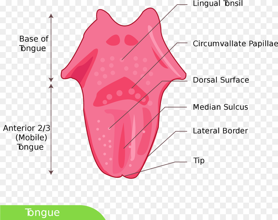 Dorsal Surface Of Tongue Download Tongue Diagram Simple, Body Part, Mouth, Person, Animal Png