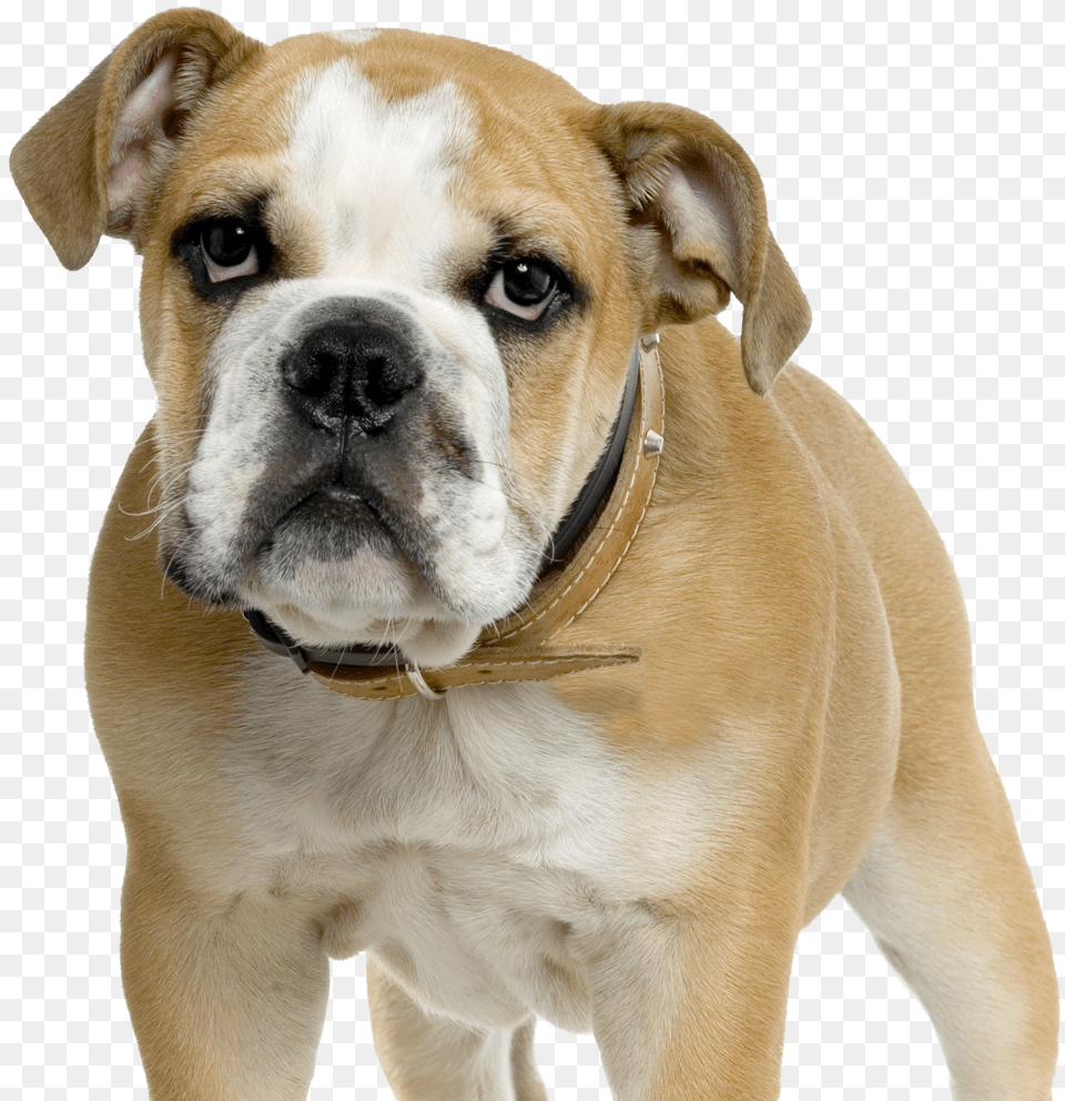 Dorset Olde Tyme Bulldogge American Bulldog Olde English, Animal, Canine, Dog, Mammal Png