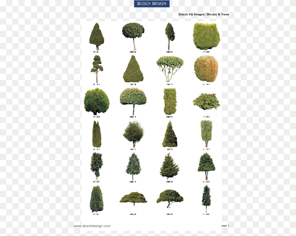 Dosch Design Dosch 2d Vizimages Shrubs U0026 Trees American Larch, Conifer, Plant, Tree, Vegetation Free Png Download