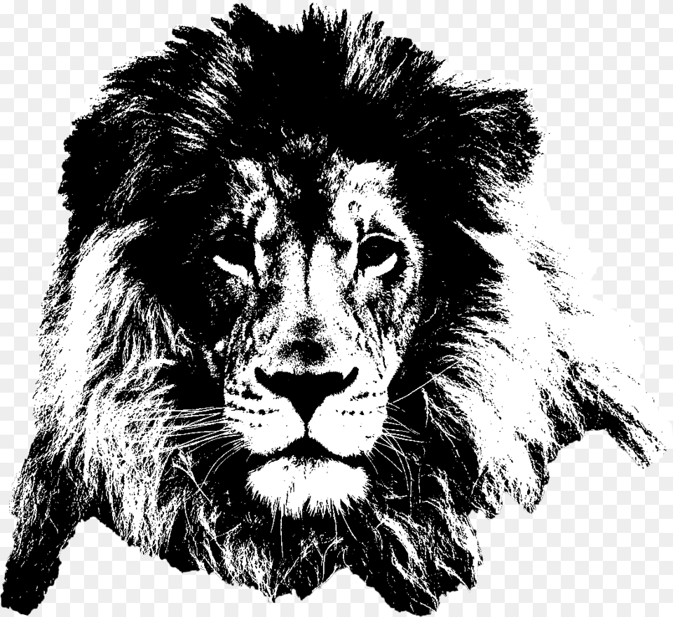 Dota 2 6 Image Lion, Wildlife, Mammal, Animal, Male Free Png Download