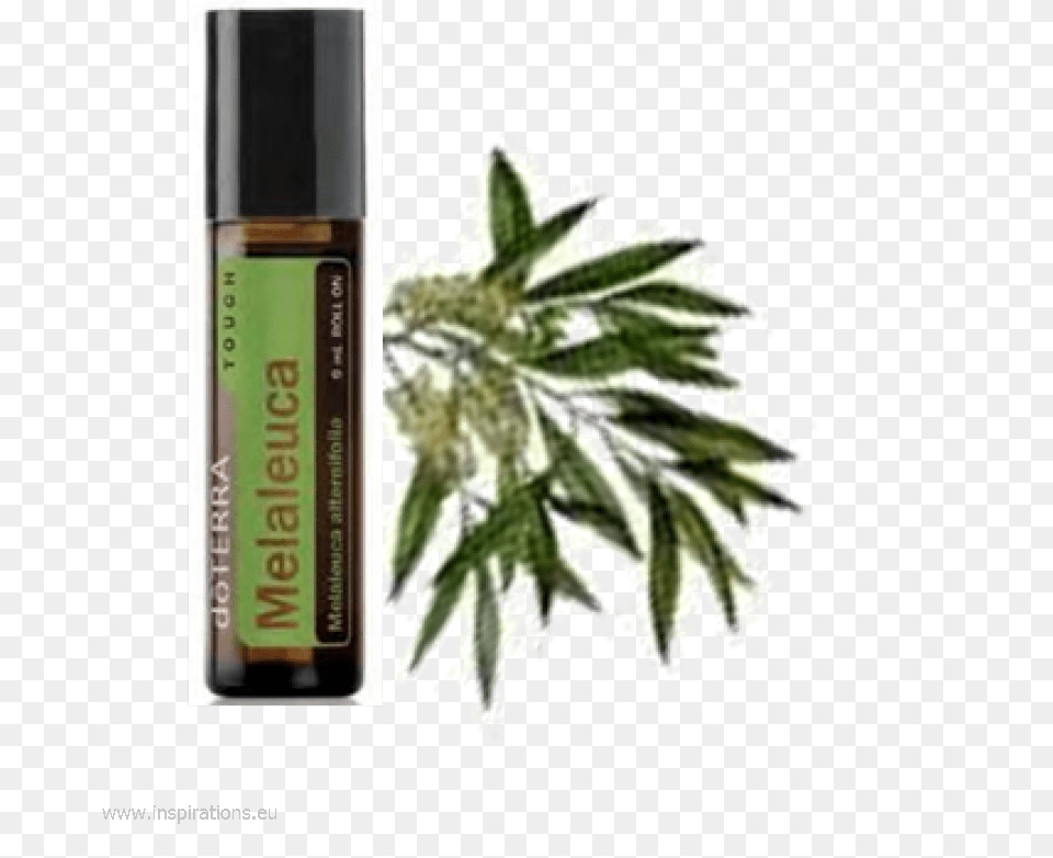 Doterra Tea Tree Touch, Herbal, Herbs, Plant, Food Png
