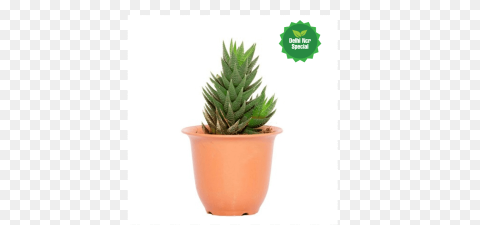 Dotted Succulent Plant, Aloe, Potted Plant Png