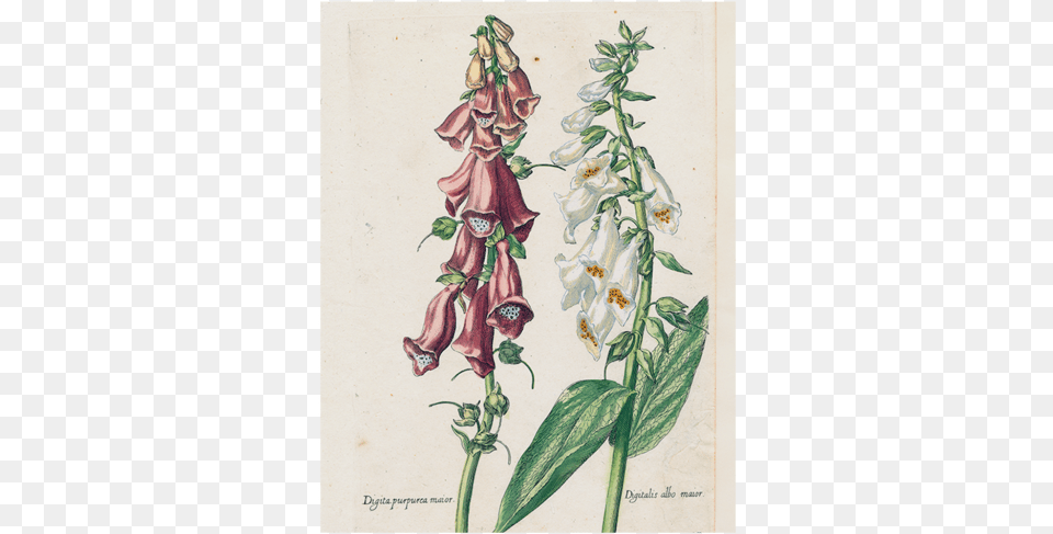 Double Foxglove Digitalis, Flower, Plant, Person Png