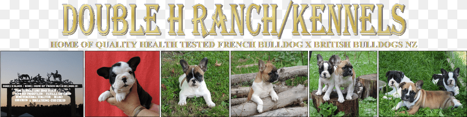 Double H Ranchkennels French Bulldog, Animal, Pet, Mammal, Hound Free Transparent Png