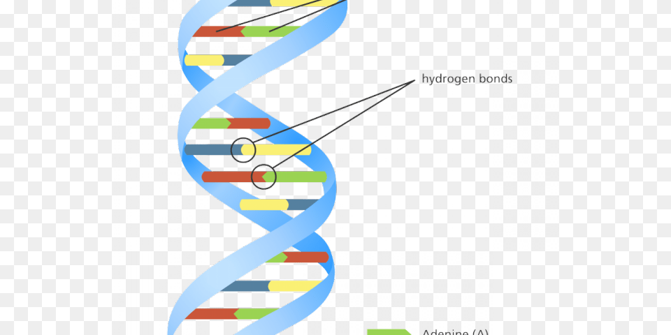 Double Helix Dna Double Helix Model Diagram, Graphics, Art, Spiral, Housing Png Image