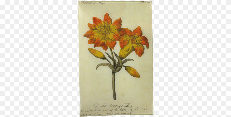 Double Orange Lily Pasqueflower, Flower, Petal, Plant, Art Free Png