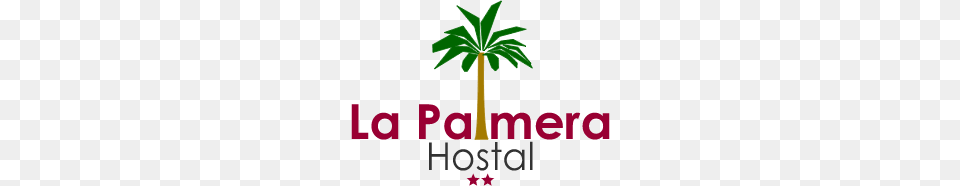 Double Room Hostal Palmera Barcelona, Palm Tree, Plant, Tree, Leaf Free Png