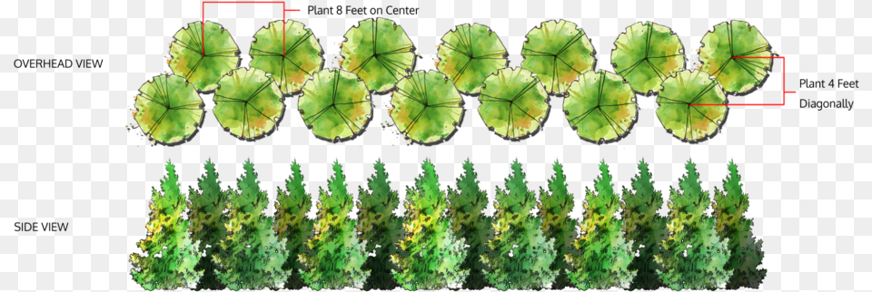 Double Row Of Trees Leyland Cypress Spacing, Leaf, Moss, Plant, Tree Png