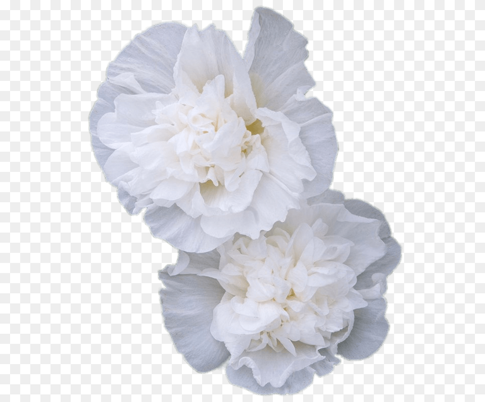 Double White Hollyhock Flowers, Flower, Plant, Carnation, Rose Free Transparent Png