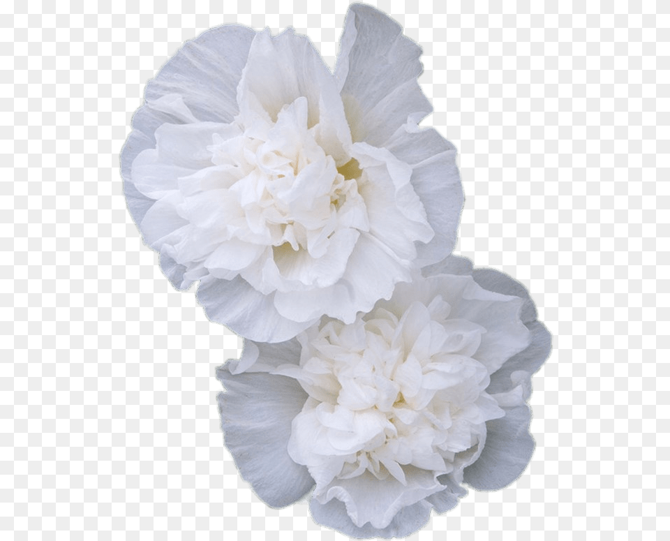 Double White Hollyhock Flowers Transparent Stickpng Transparent Carnation Flowers White, Flower, Plant, Rose Free Png