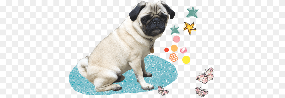 Doug Works With Those Who Have No Pug, Animal, Canine, Dog, Mammal Free Transparent Png