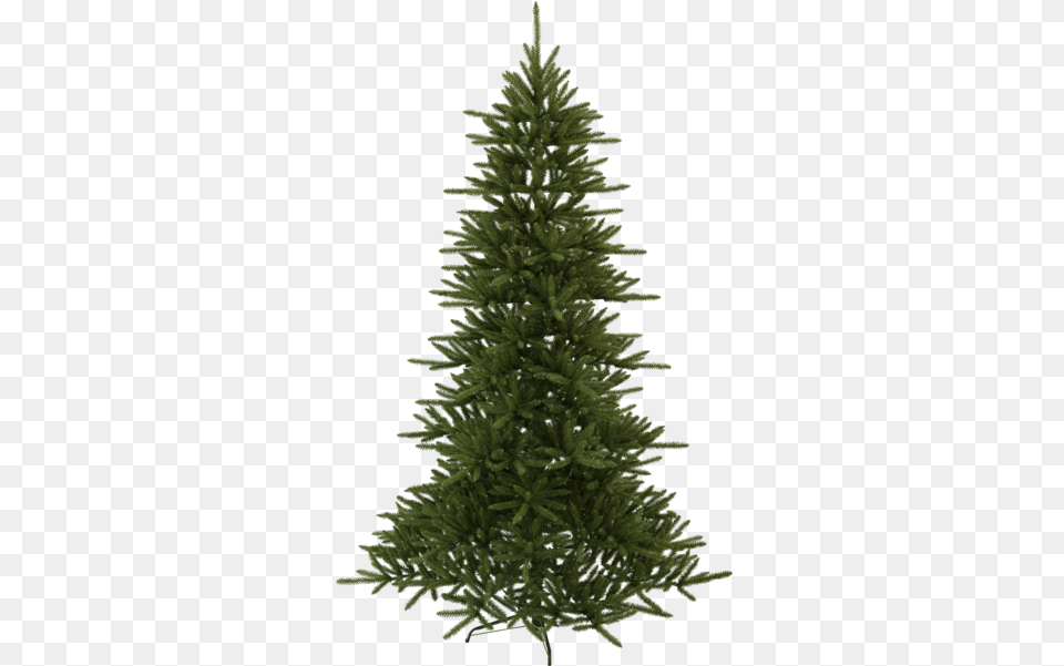 Douglas Christmas Tree, Fir, Pine, Plant, Conifer Free Transparent Png