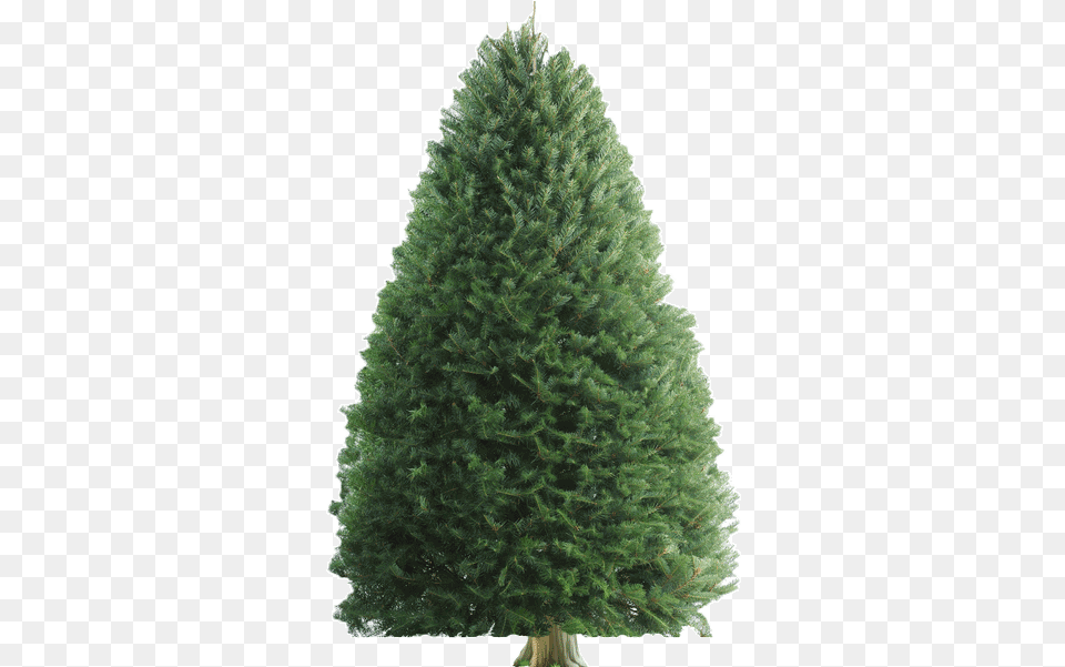 Douglas Fir, Pine, Plant, Tree Free Png Download