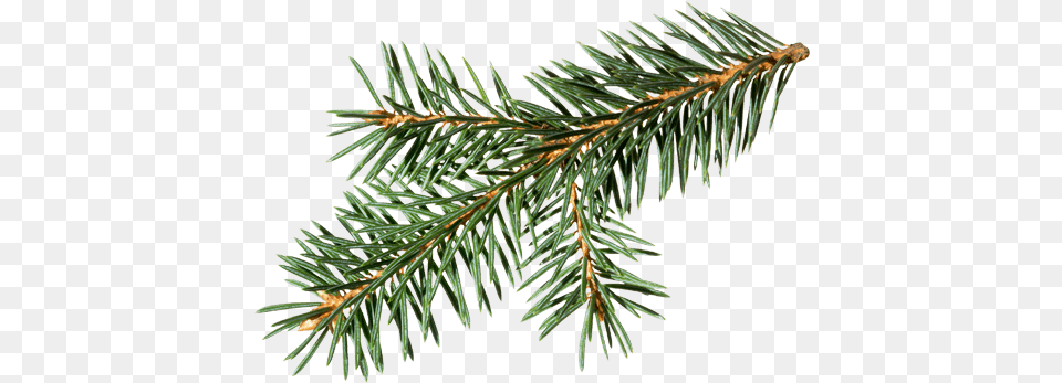 Douglas Fir Branch Douglas Fir Branch, Conifer, Pine, Plant, Tree Free Transparent Png