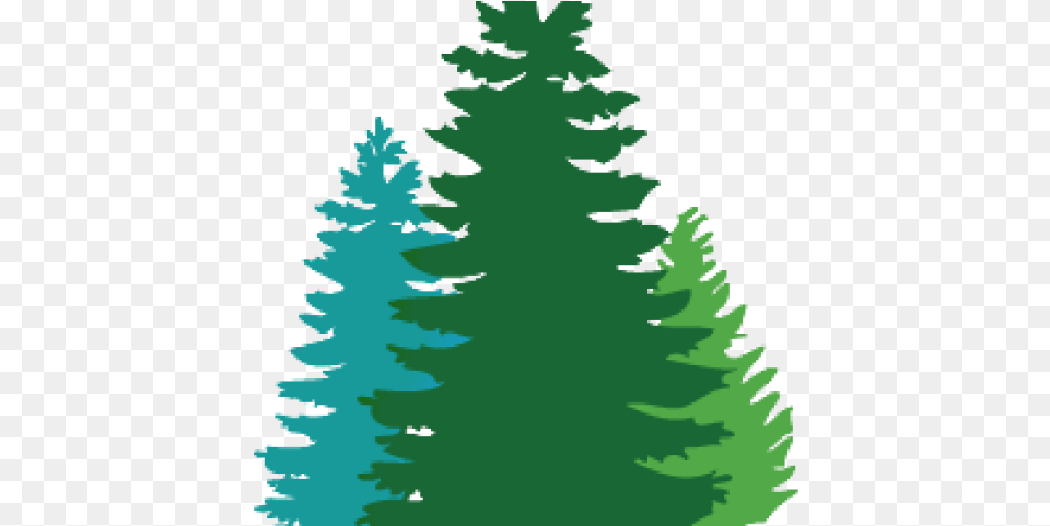 Douglas Fir Cliparts Pine Tree Svg, Plant, Conifer, Baby, Person Free Transparent Png