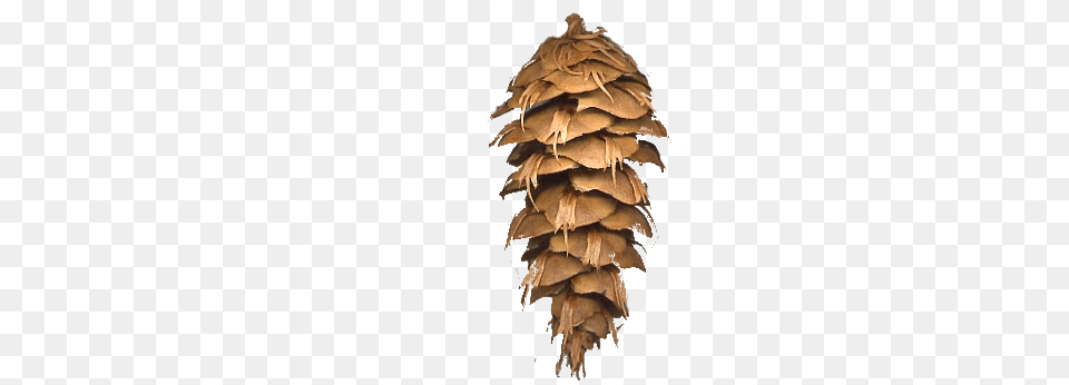 Douglas Fir Cone, Conifer, Plant, Tree, Larch Free Png Download