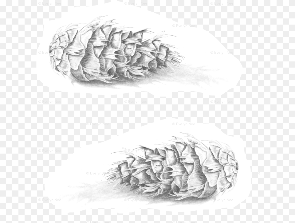 Douglas Fir Pine Cone Black And White Fabric Douglas Fir Png Image