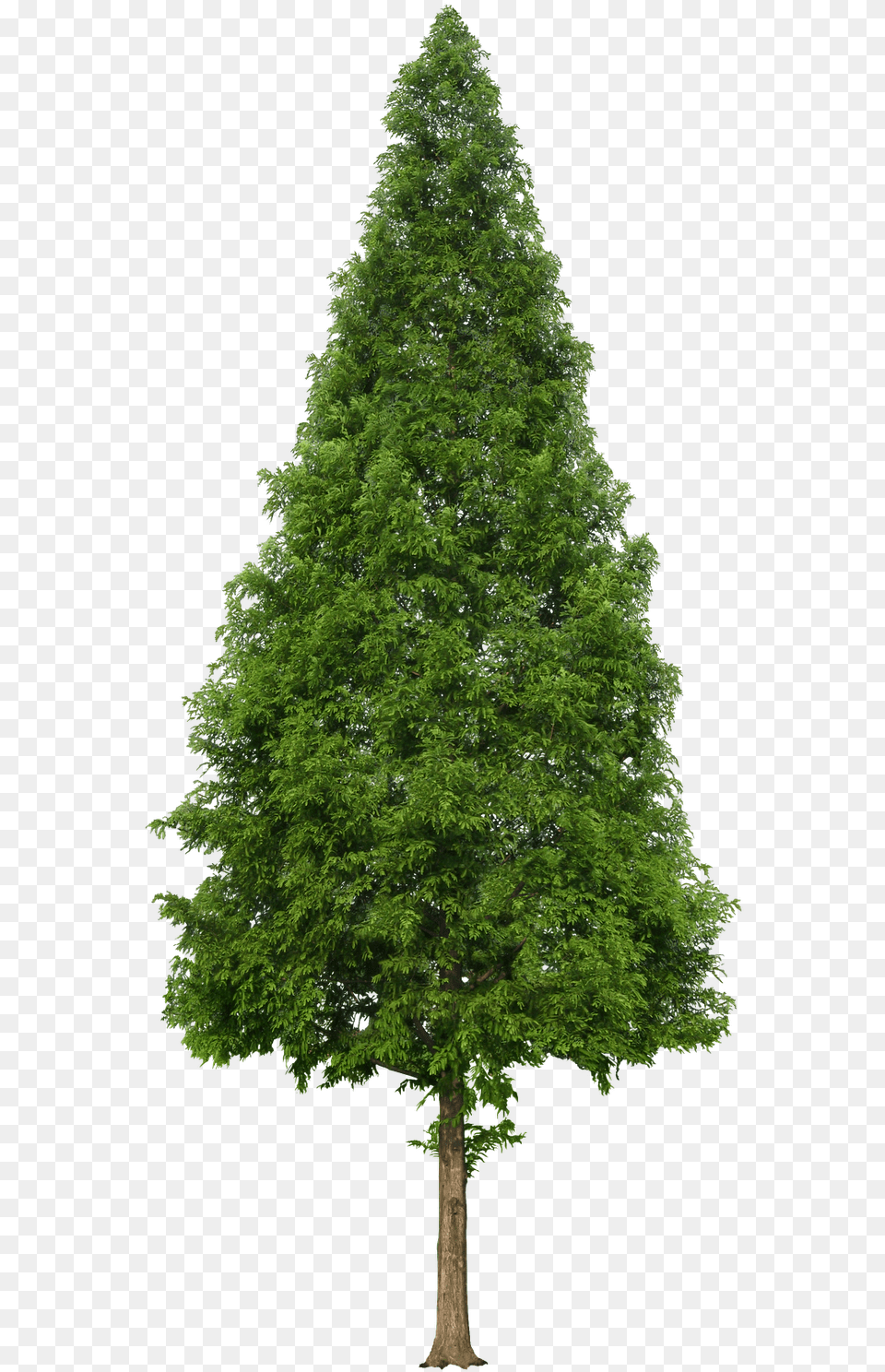 Douglas Fir Tree, Plant, Conifer Png Image