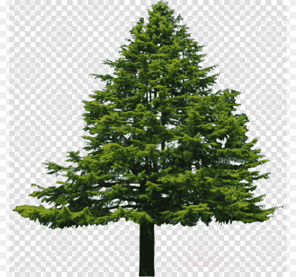 Douglas Fir Tree Clipart Pine Douglas Fir Clip Douglas Fir Tree, Plant, Conifer Png Image