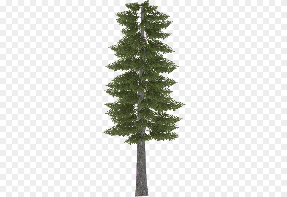 Douglasfir Scots Pine Tree, Fir, Plant, Conifer, Tree Trunk Png Image