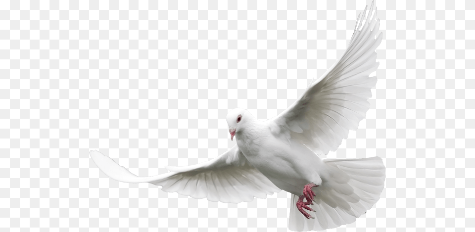 Dove, Animal, Bird, Pigeon Free Png Download