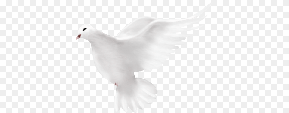 Dove, Animal, Bird, Pigeon Png Image