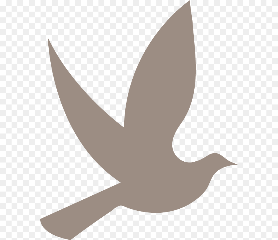Dove, Animal, Bird Png