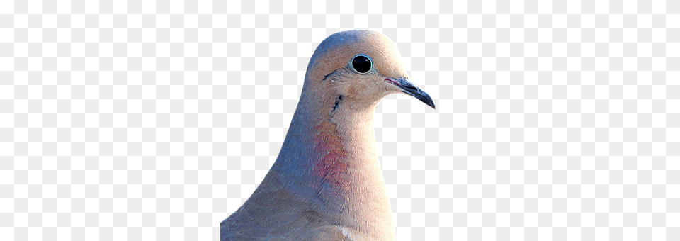 Dove Animal, Bird, Pigeon Png