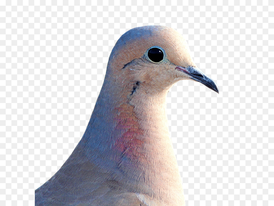 Dove Animal, Bird, Pigeon Png