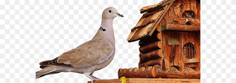 Dove Animal, Bird, Pigeon Png